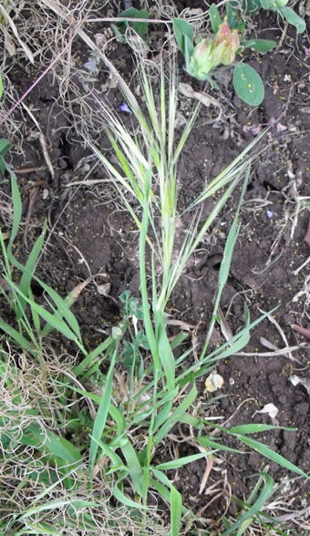 Bromus sp.